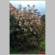 photinia en fleur.jpg